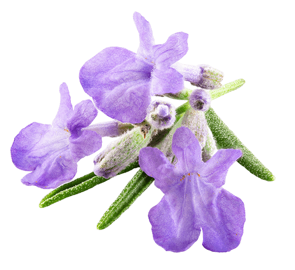 Lavendeldoft